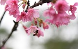 Anh đào Nhật Bản nở hoa, rực rỡ khoe sắc tại Hà Nội